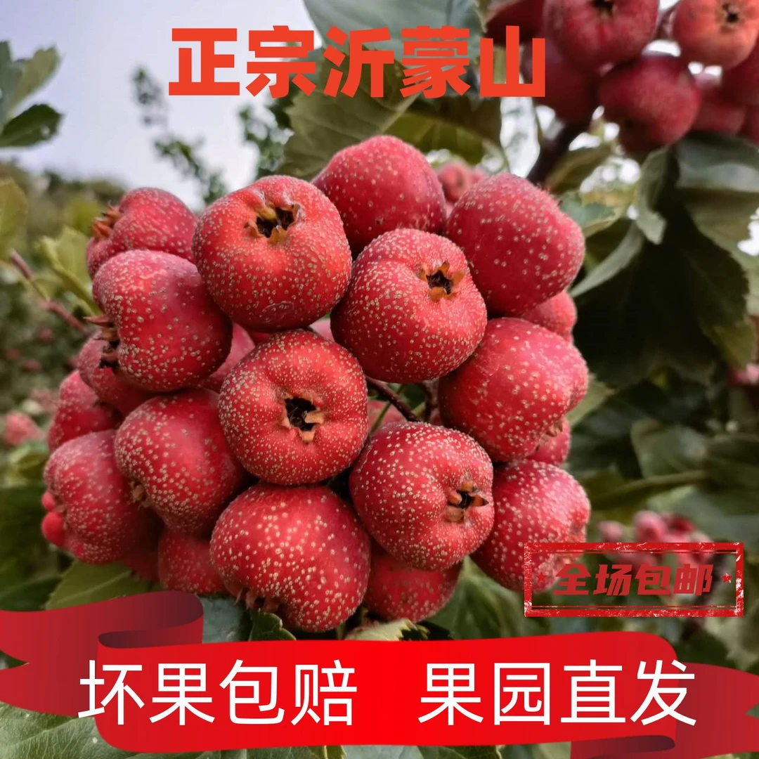 黑石汪沂蒙山新鲜山楂大金星红果糖葫芦糖雪球专用山楂批发鲜果