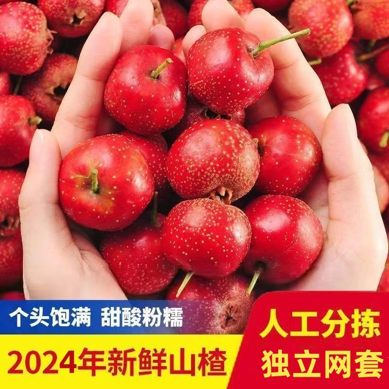 黑石汪【顺丰】沂蒙山超金星山楂鲜果糖雪球糖葫芦农家直发带货