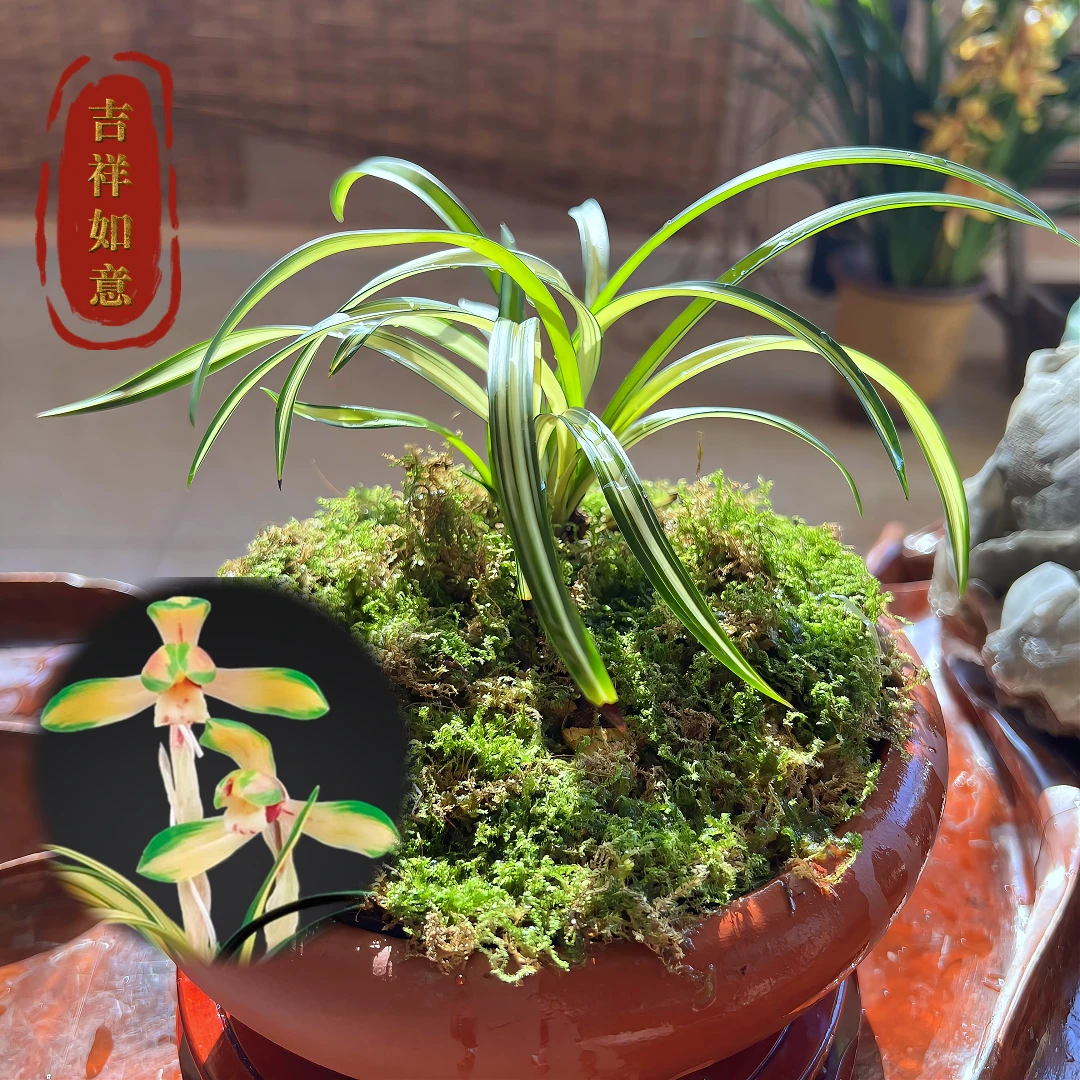 【吉祥如意】-兰花 兰花其独特的姿态成为了吉祥如意的代表