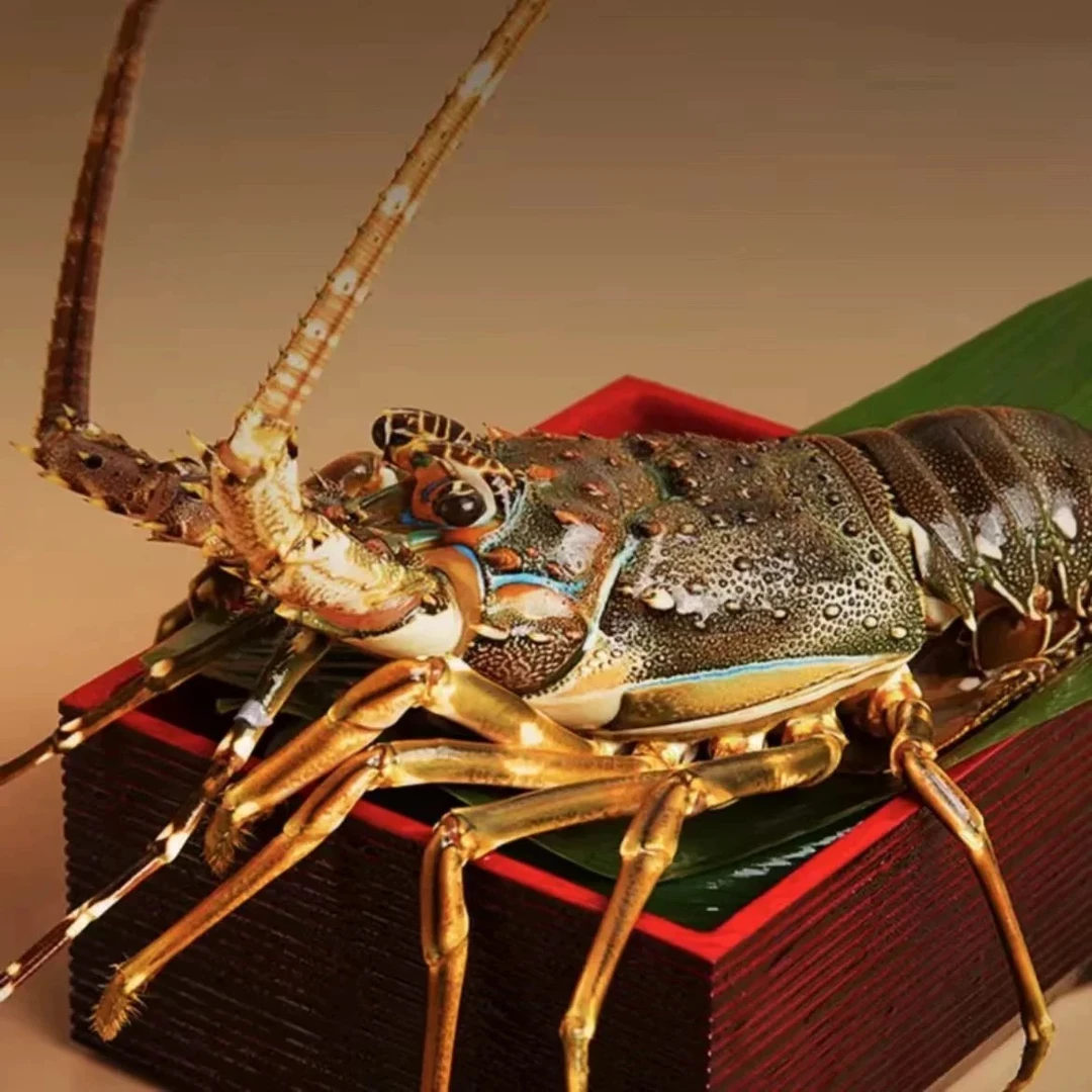 冰鲜小青龙  鲜甜美味芝士火锅烧烤【保鲜不保活】液氮锁鲜发货