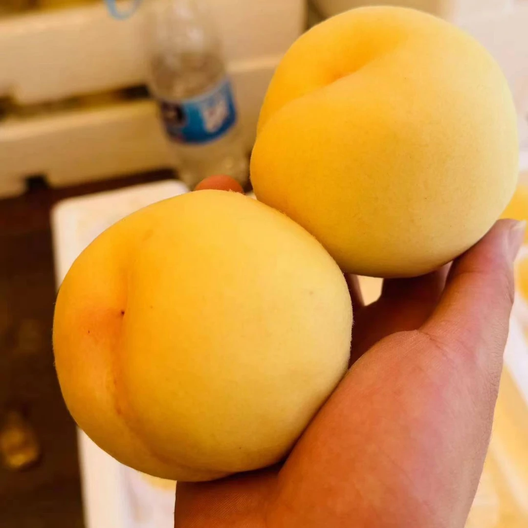 【白脆桃】白脆桃  3个