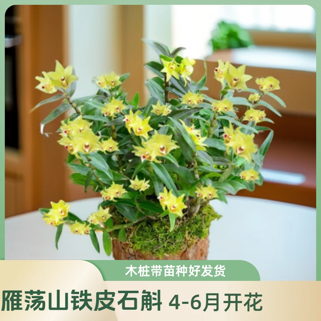 雁荡山铁皮石斛带木桩养护种植季节春天生长普通正常客厅办公室院