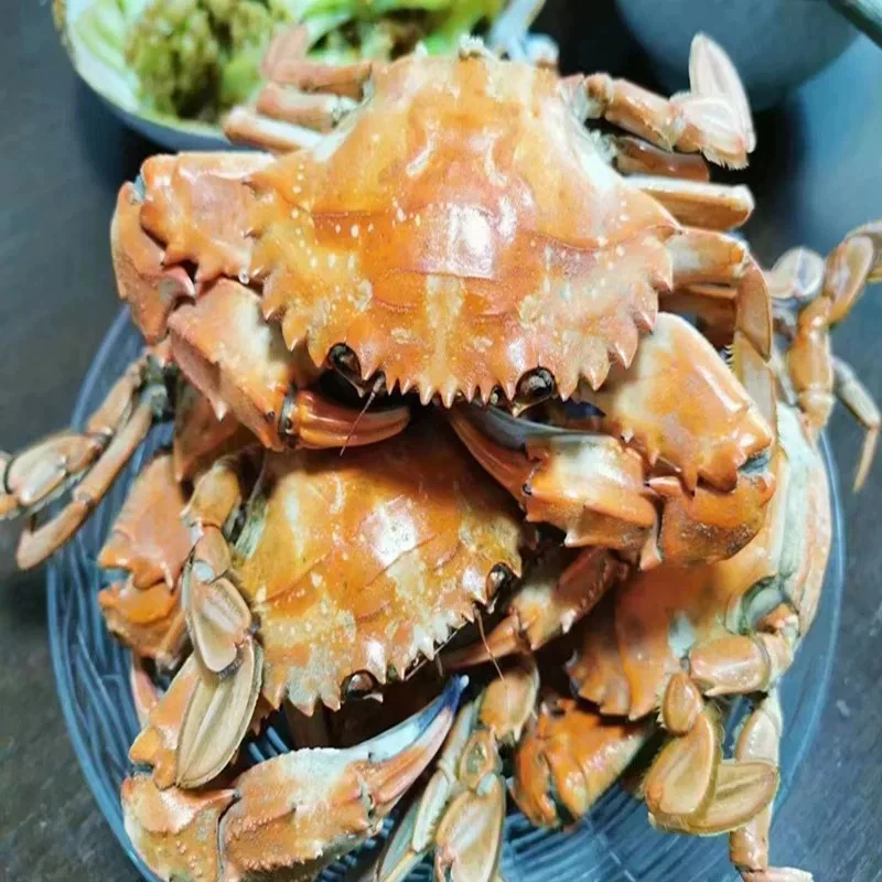 渤海湾本地3斤花盖海螺嫌小勿拍