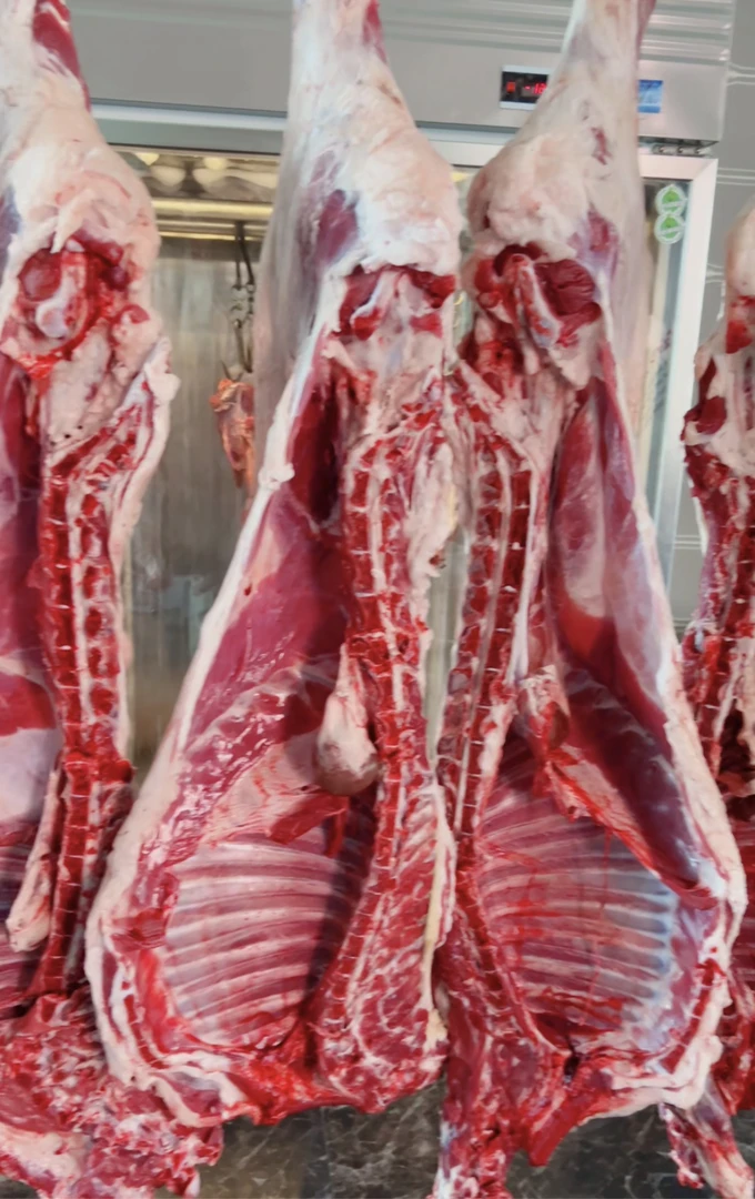 新疆塔城草膘羔羊 6.5公斤