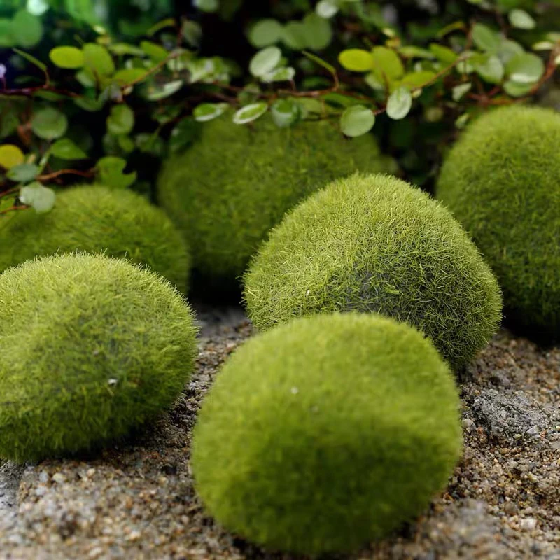 青苔藓鲜活微景观绿植盆景桌面假山造景材料永生白发短绒植物盆栽