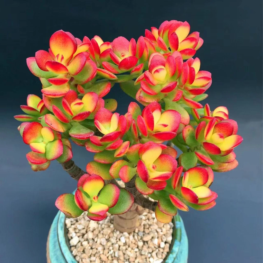 三年老桩摇钱树  居家办公  懒人绿植 好养 （带基地养殖盆发货）