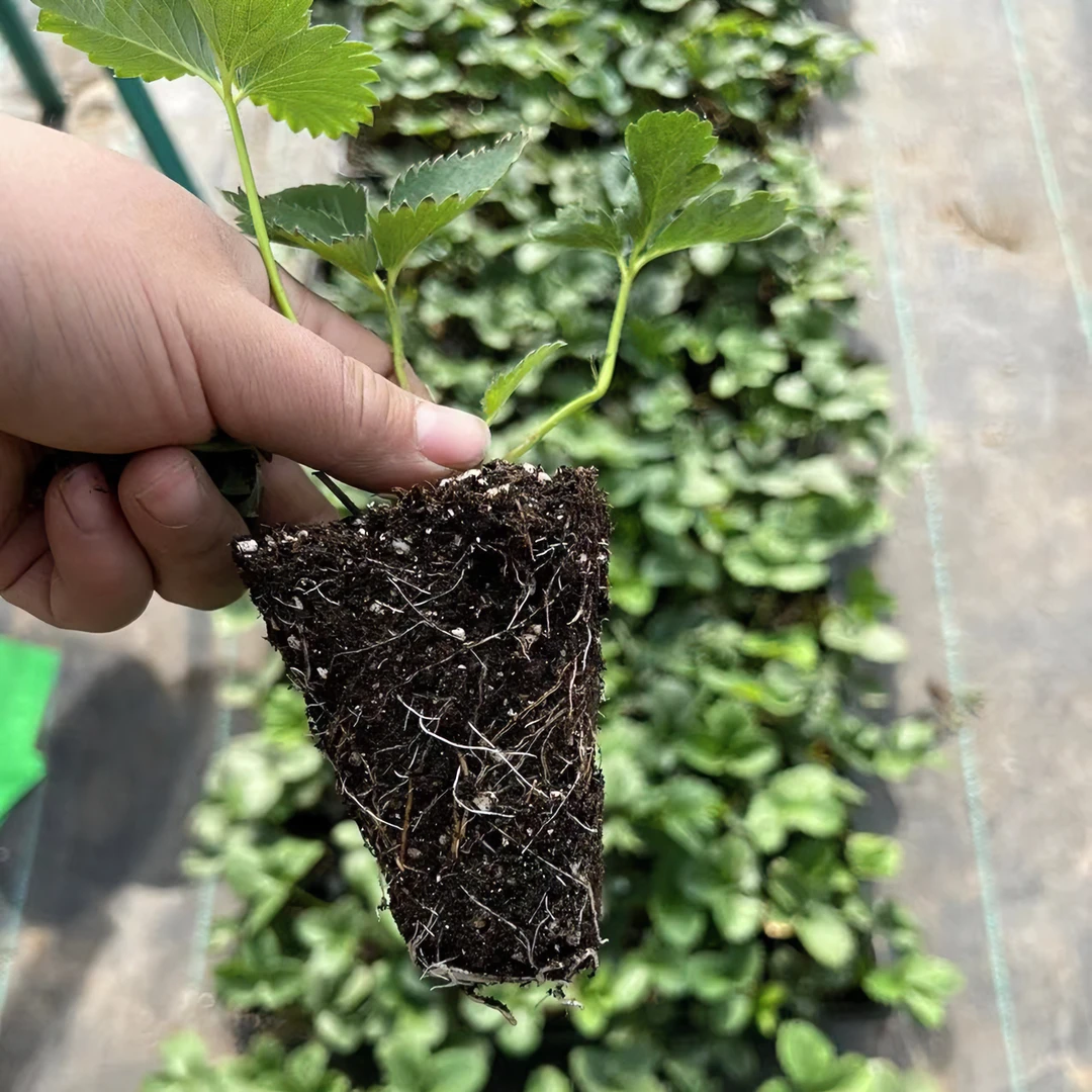 章姬宁玉草莓穴盘苗