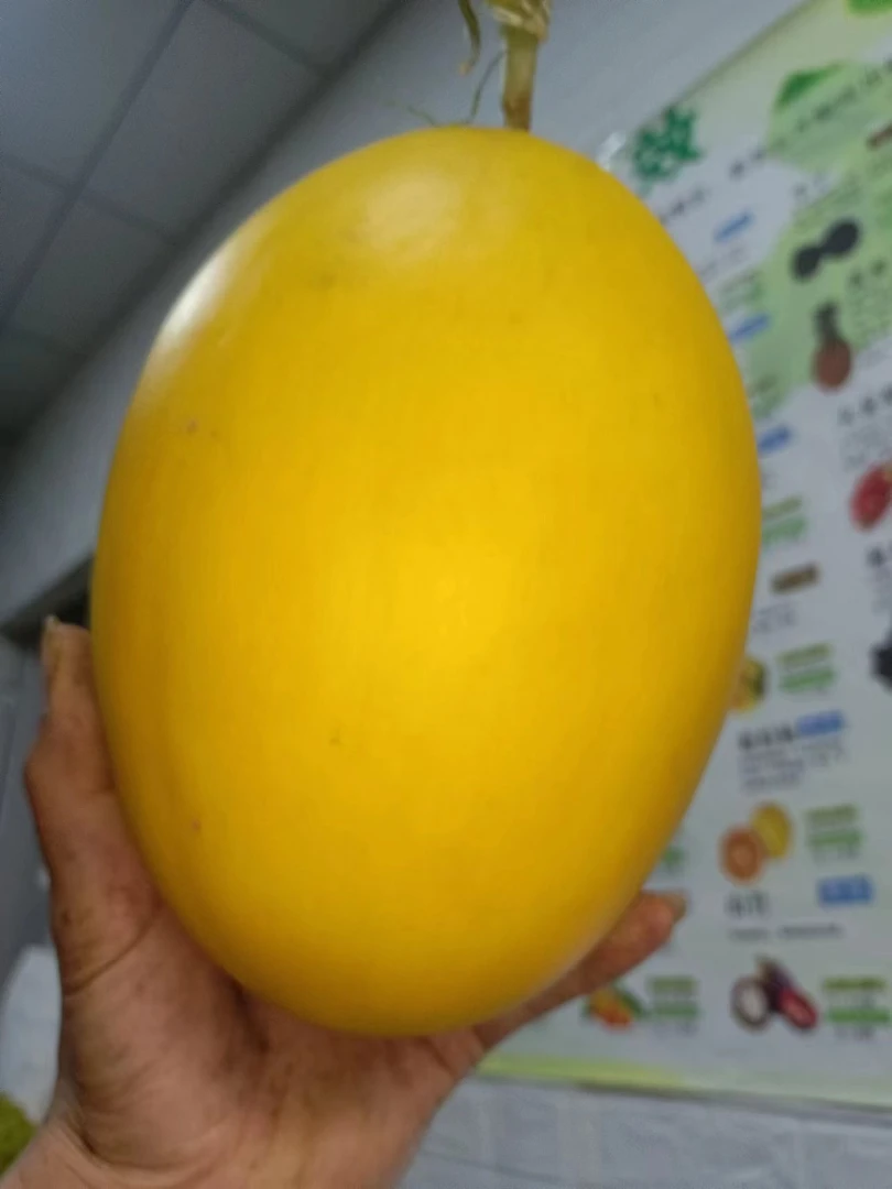 黄金蜜瓜一个