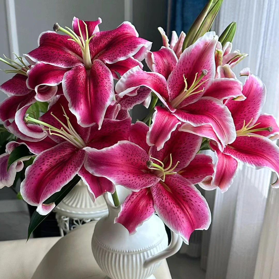 黑美人香水百合5支浓香型（2单包顺丰）