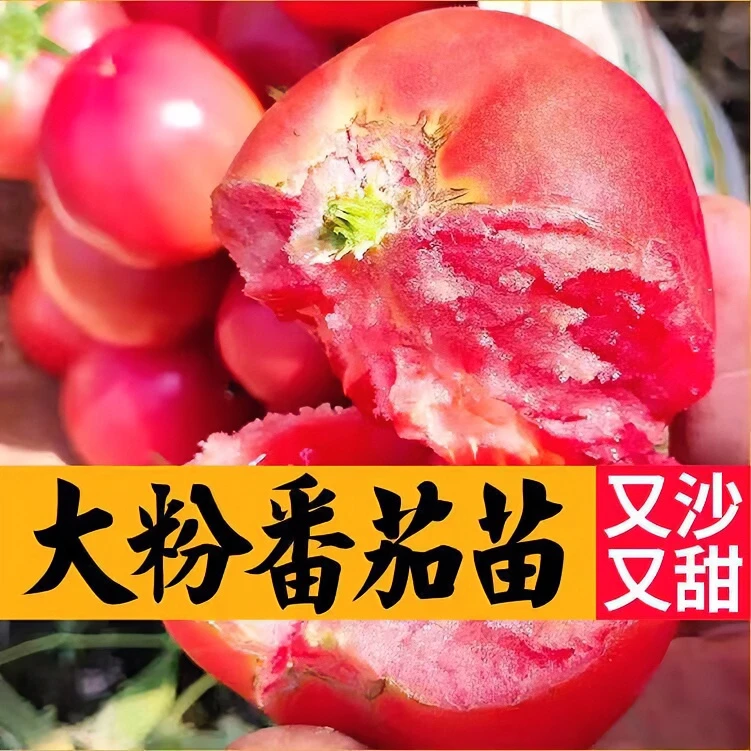 西红柿种子苗粉果大番茄四季种籽播种粉冠蔬菜种苗孑蔬菜籽种