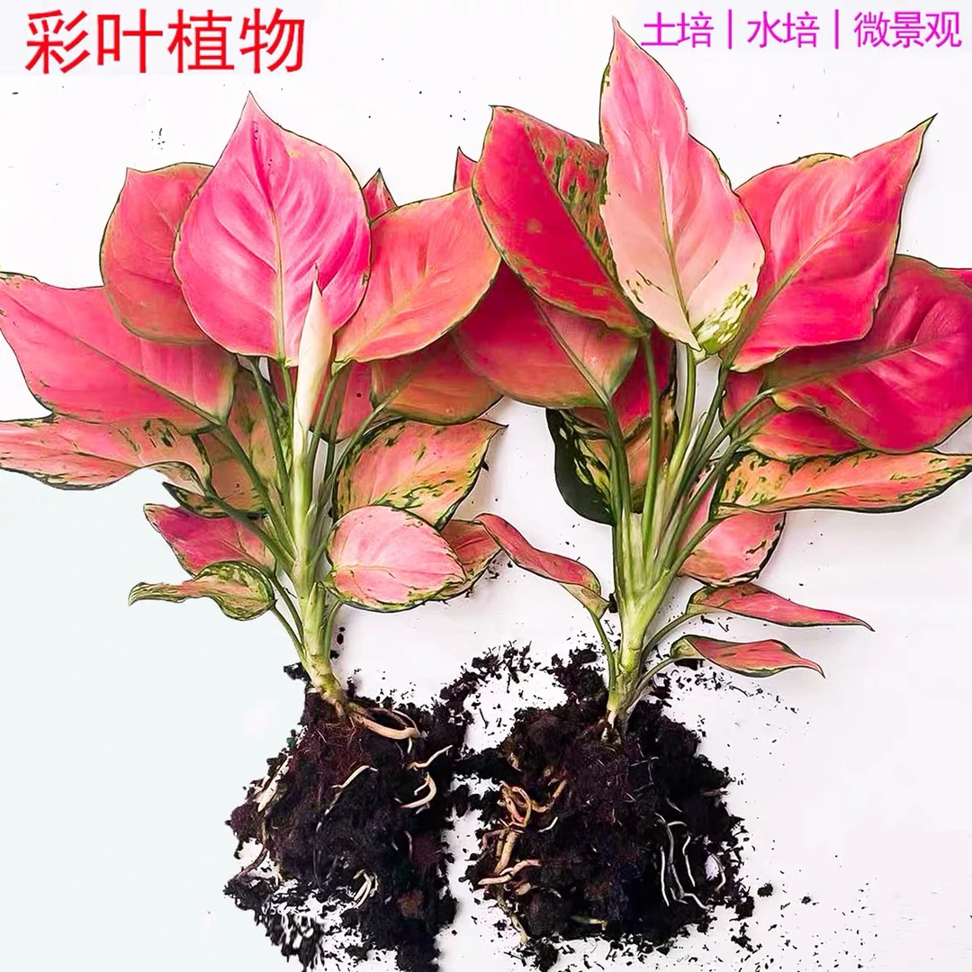 如意吉利万年红水培绿植办公室内水养绿萝花卉盆栽好养活