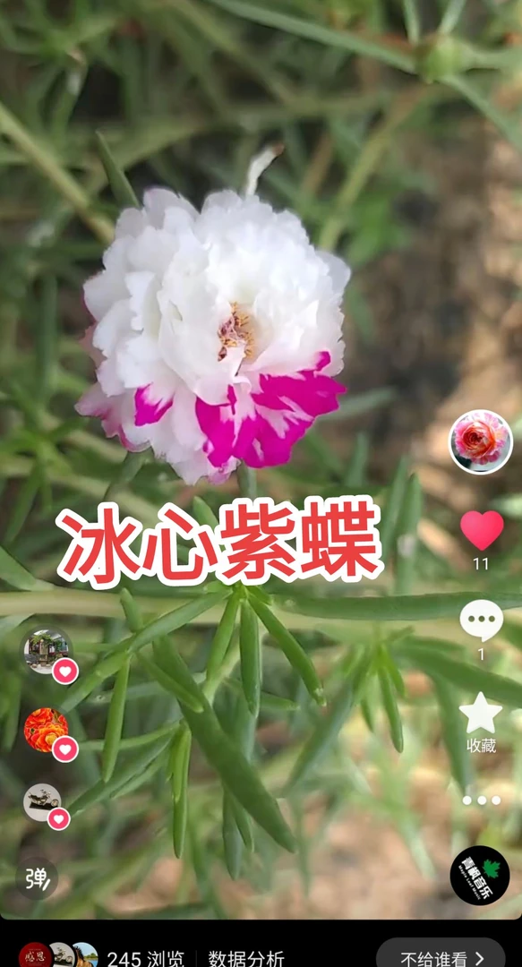 宿根重瓣太阳花多年生多色混色枝条50支带花苞