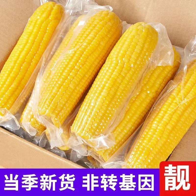 【整箱10根】东北黄糯玉米新鲜软糯香甜4.5-5.5斤非转基因真空试吃2