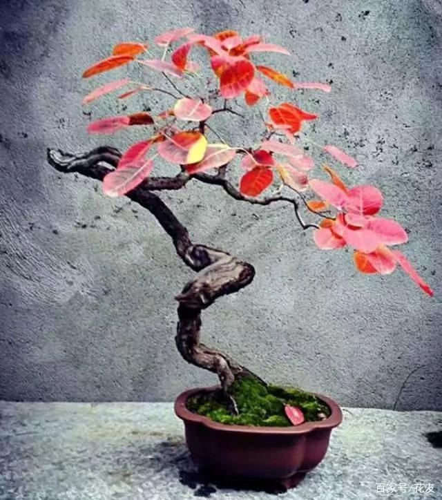 香山红叶素材图，直播间一物一拍，