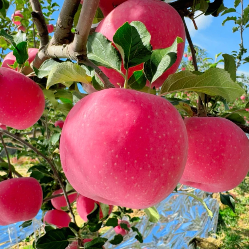 横山石湾山地红富士苹果