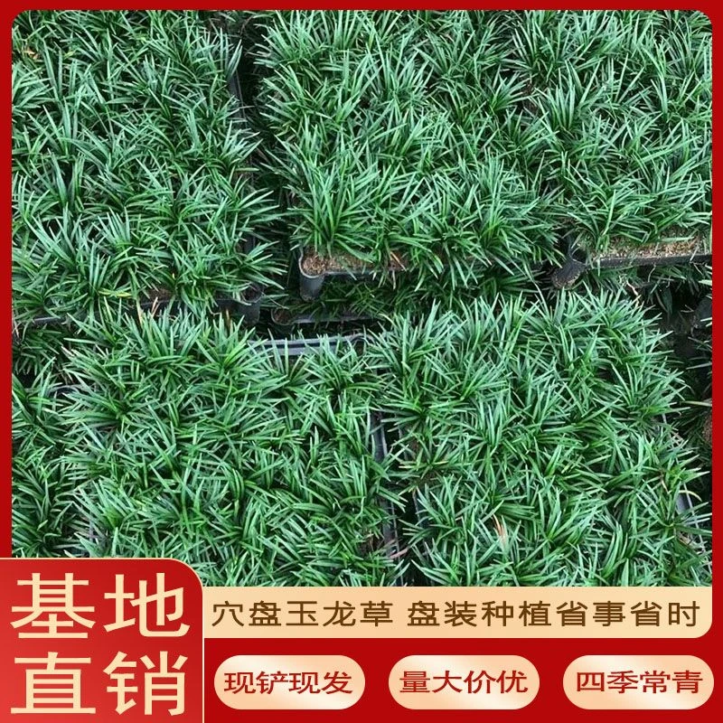 矮麦东草苗庭院绿化玉龙草植物小型矮生四季青草坪耐旱别墅专用