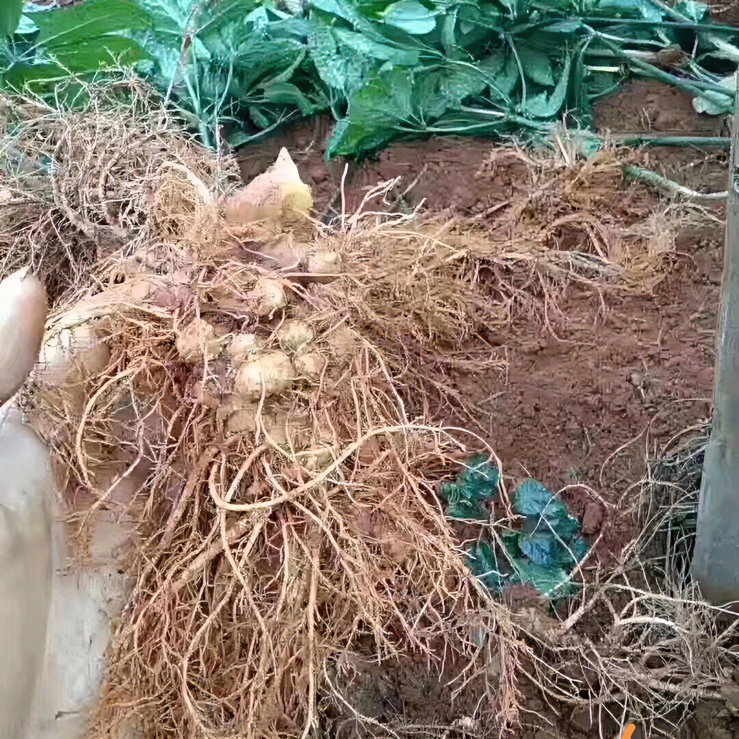 云南文山新鲜三七特级正品带根现挖