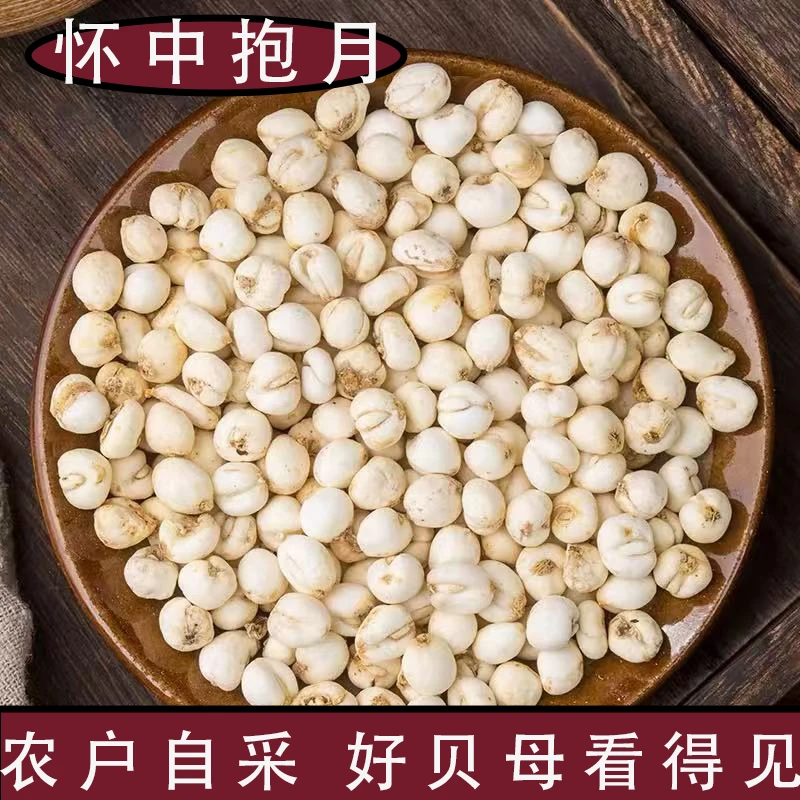 怀中抱月高山贝母高海拔成长小贝母贝母