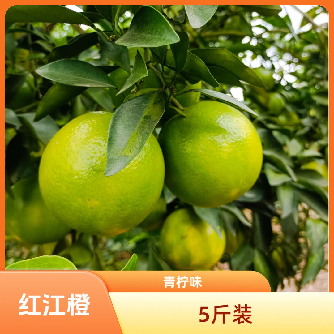 廉江【正宗红江橙】青柠系列 2500g(5斤包装)
