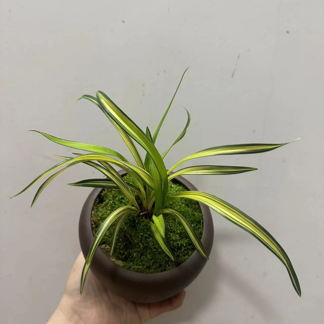 春兰  吉祥荷  中透艺草绿植盆栽矮种