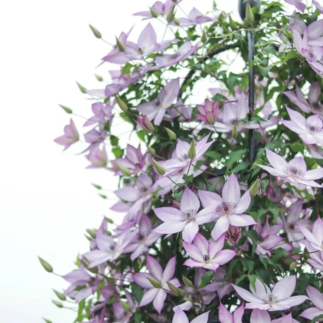 众秀园艺   铁线莲（全部花型）庭院阳台花卉爆花铁线莲