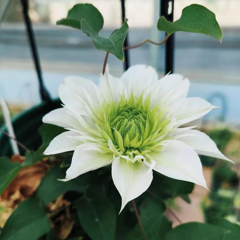 众秀园艺铁线莲（花园大道铁）庭院阳台花卉铁线莲攀爬植物