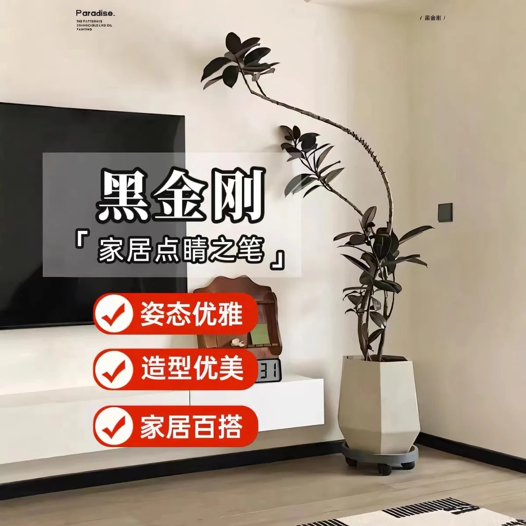 黑金刚橡皮树客厅盆栽办公室室内室外造型落地大型绿植四季观叶
