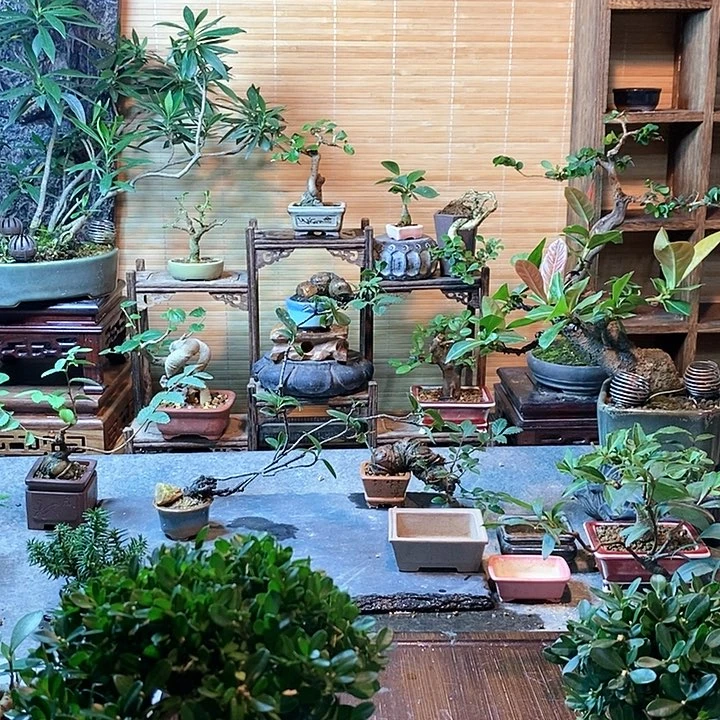 盆景快*一物一拍黄杨精品矮霸