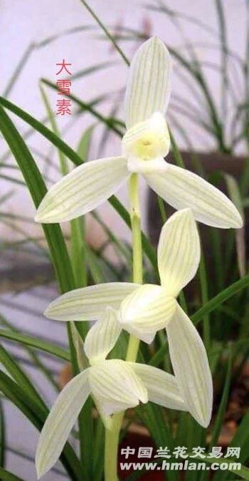 莲瓣兰兰花直播拍品