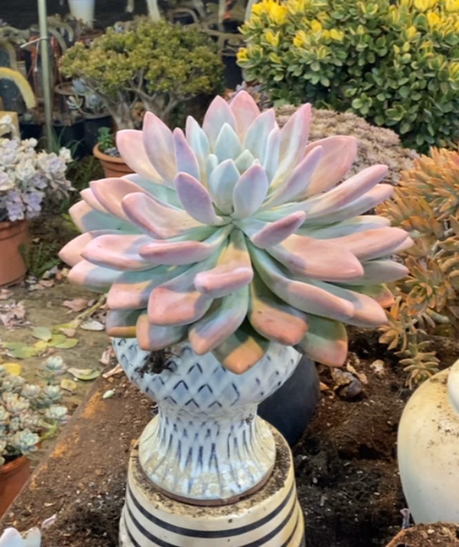 阿福多肉植物群生奥普