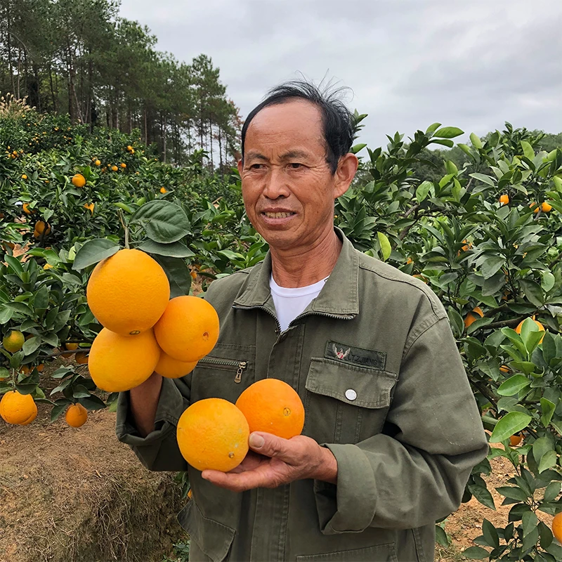 江西赣南姐姐家公自种脐橙（QC1）