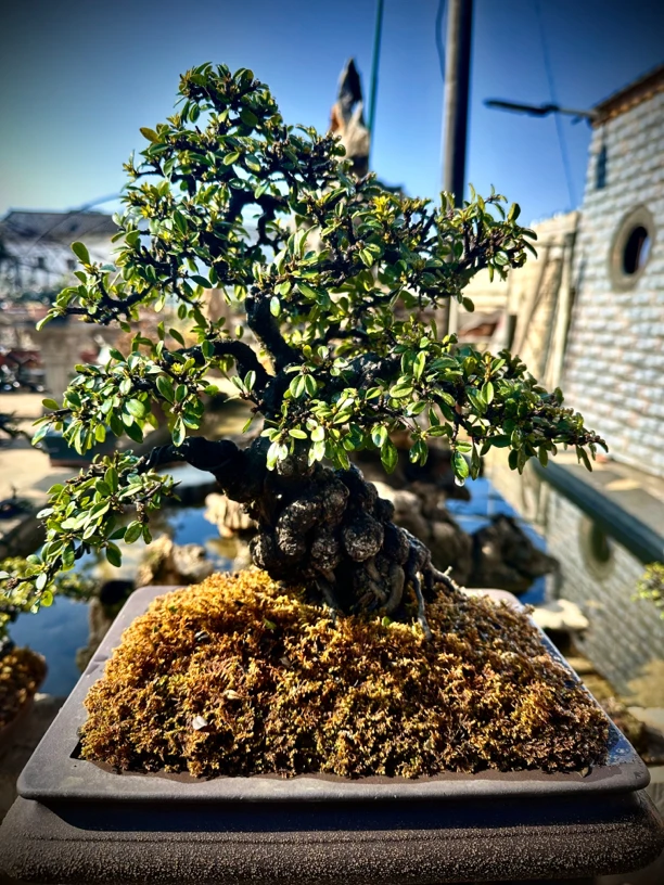 夏天盆景苑贵州铁马鞭观叶观花观果