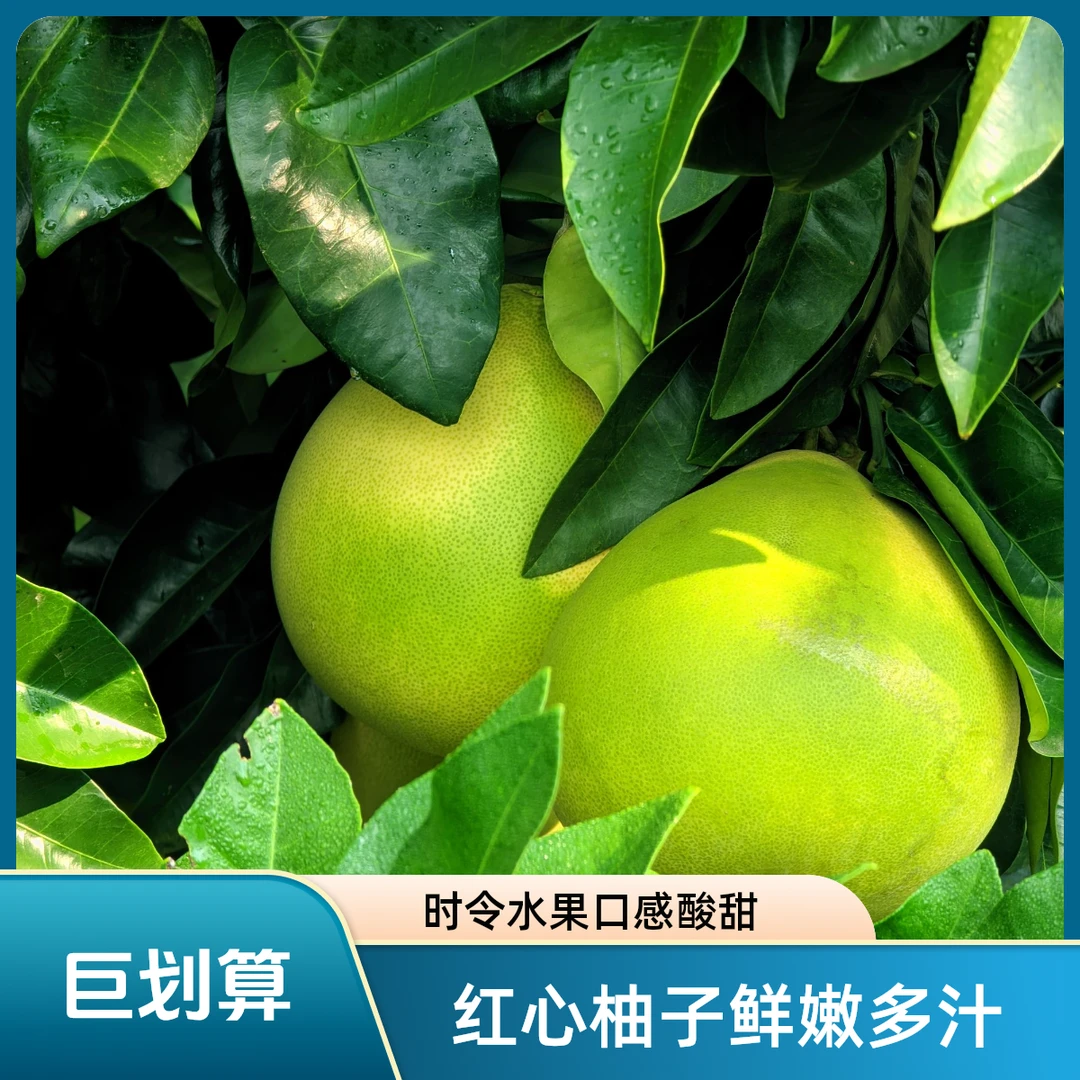 【刘恩喆】四川红心柚新鲜皮薄三红柚蜜柚正宗柚子应季水果产地直发