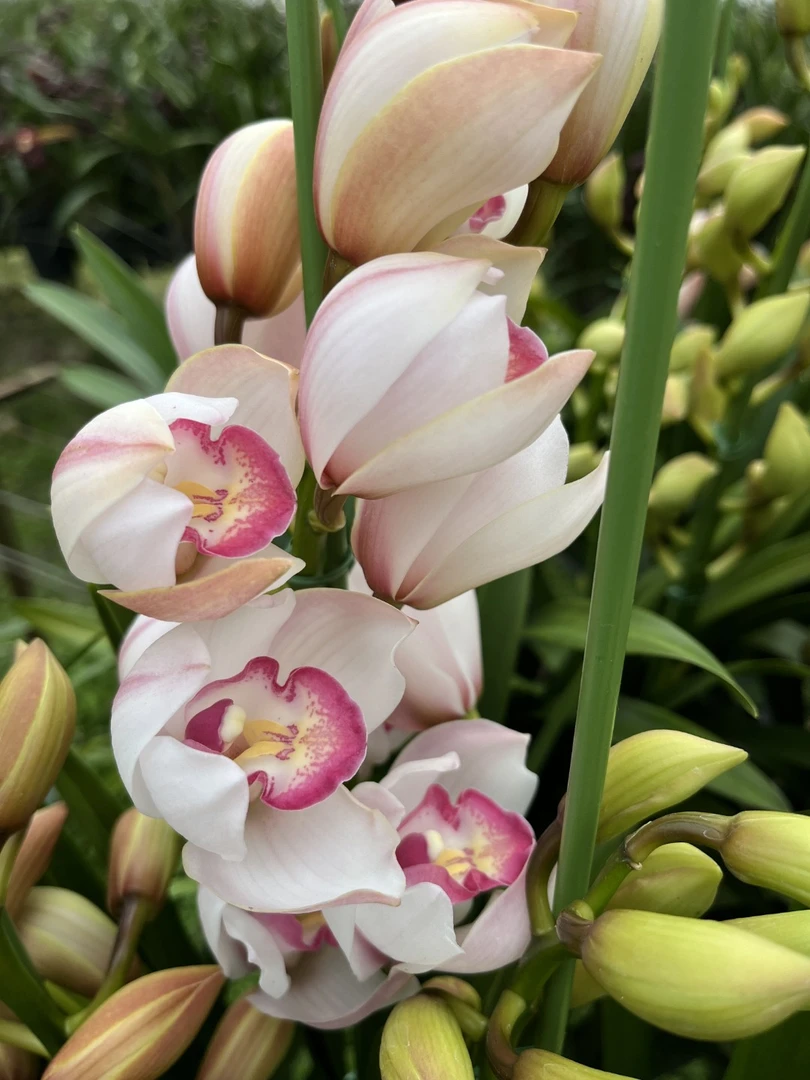 【诱惑】年宵花带花苞兰花,兰花带花苞,秋冬季好养活,送礼好物
