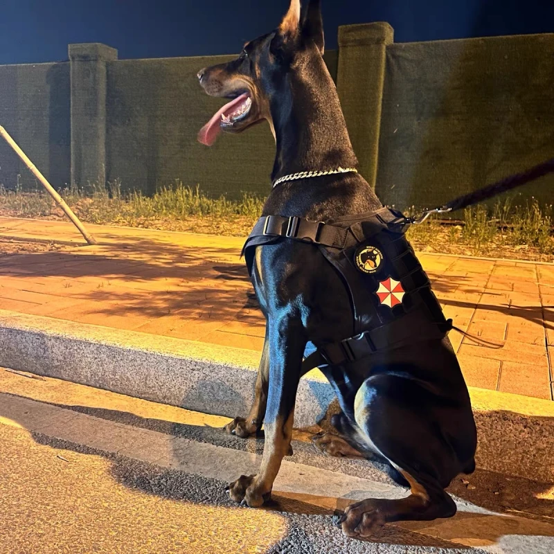 杜宾战术训练背带衣服德牧牵引绳项圈狗衣外出遛狗