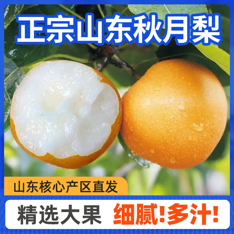 【本来果坊】山东正宗秋月梨大果 4.5斤7斤 礼盒装 脆甜多汁新鲜