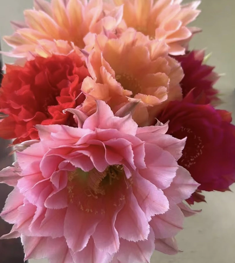 仙人球摘花脱土一物一拍链接
