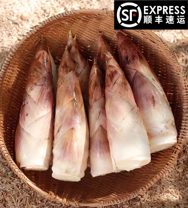 新鲜雷竹笋【顺丰包邮】现挖嫩芽笋竹笋油焖营养冬笋新鲜脆嫩雷笋