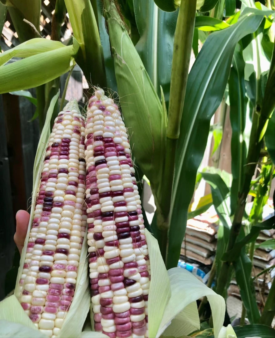 【坏果包赔】2024当季新鲜花糯玉米甜糯玉米新鲜玉米