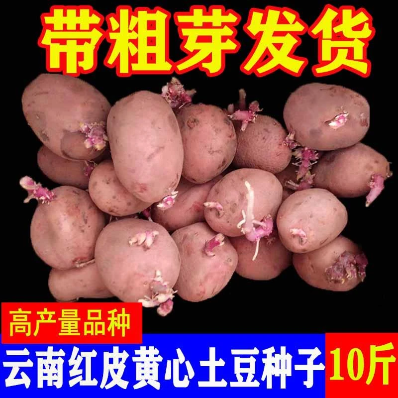 土豆种原种云南红皮黄心洋芋种植老品种马铃薯种高产秋季土豆种孑