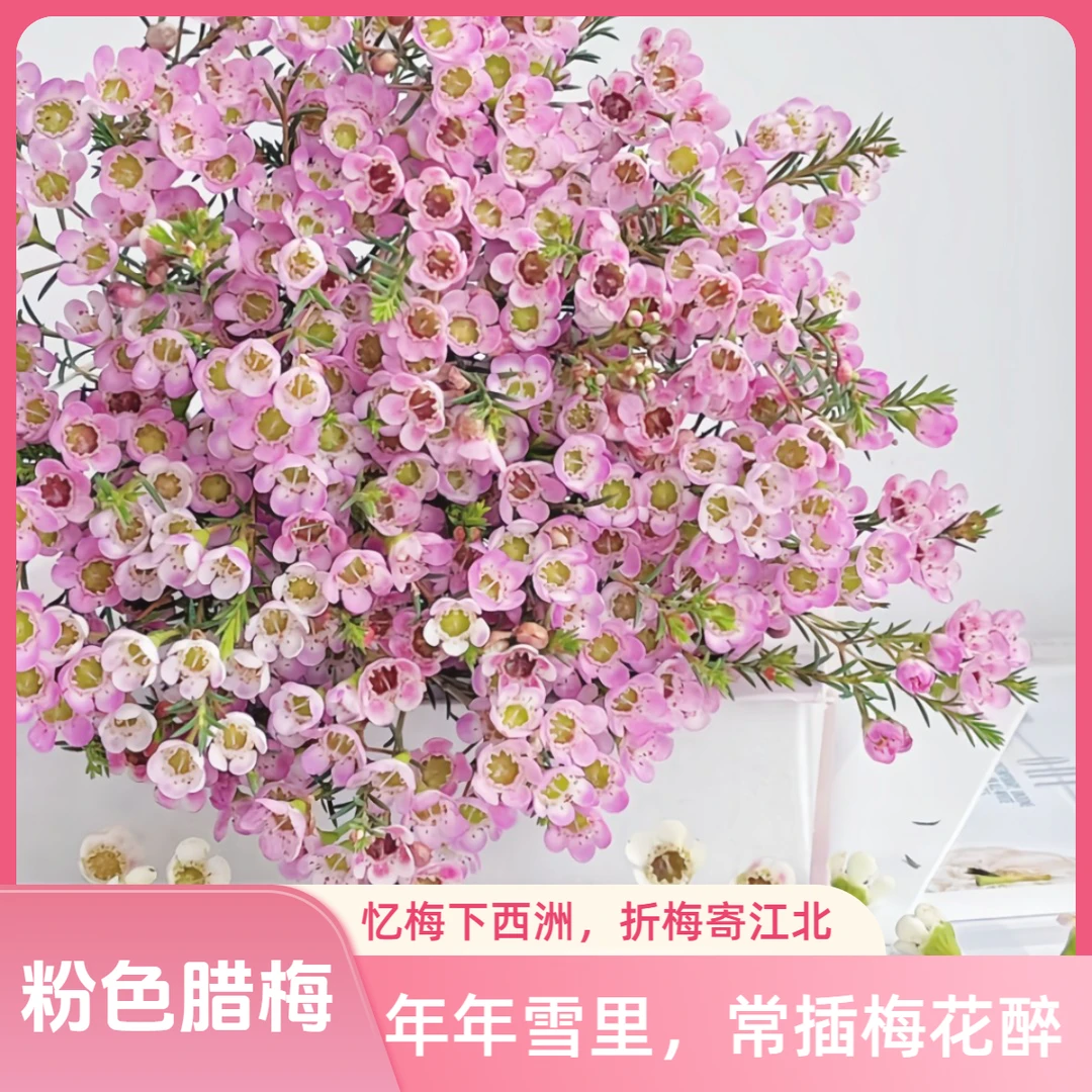 鲜花【腊梅】可选色不畏风雪坚韧不拔 全场任意两单包邮发顺丰