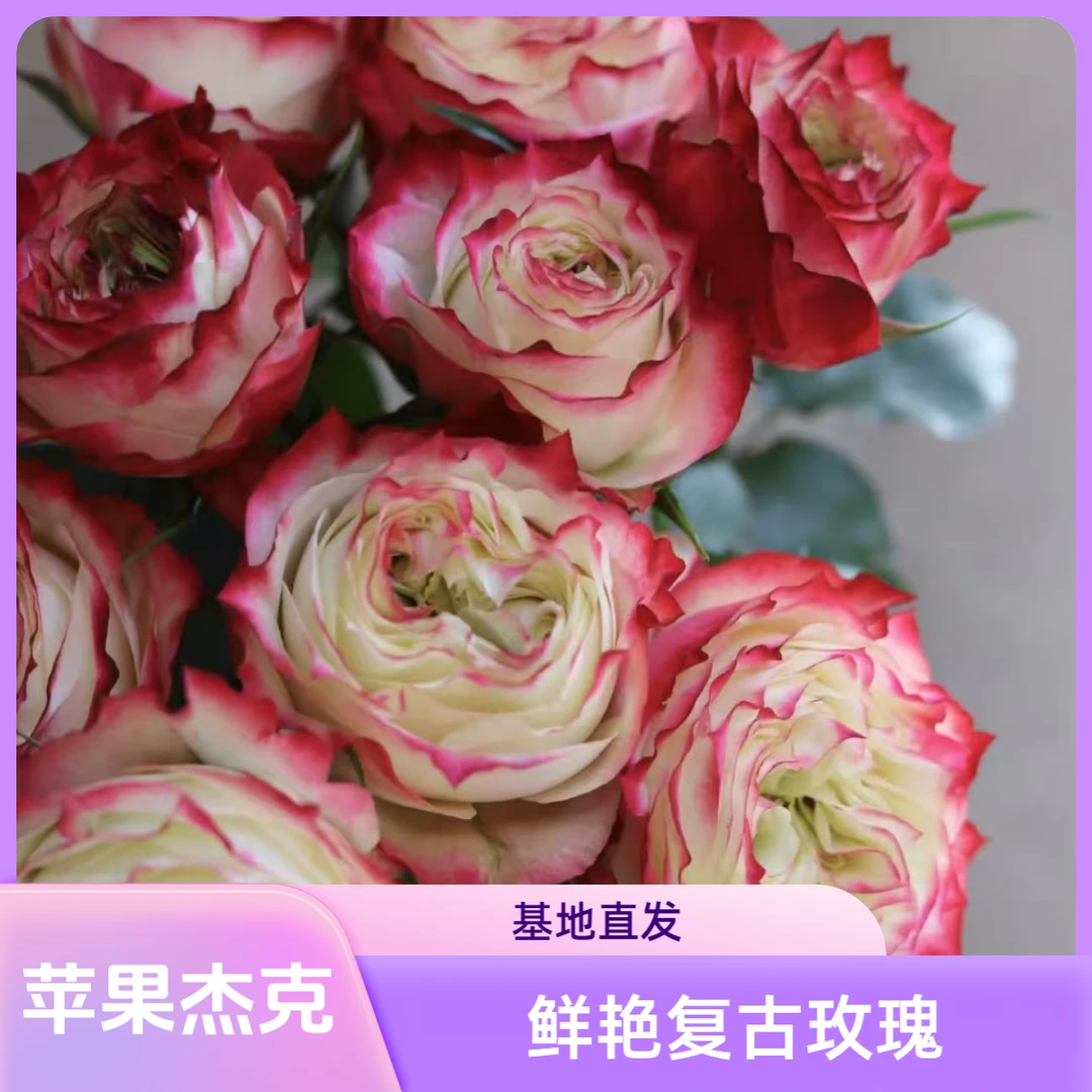 鲜花  【苹果杰克】单头玫瑰20枝 冻坏不售后 任意两单顺丰冷链包邮