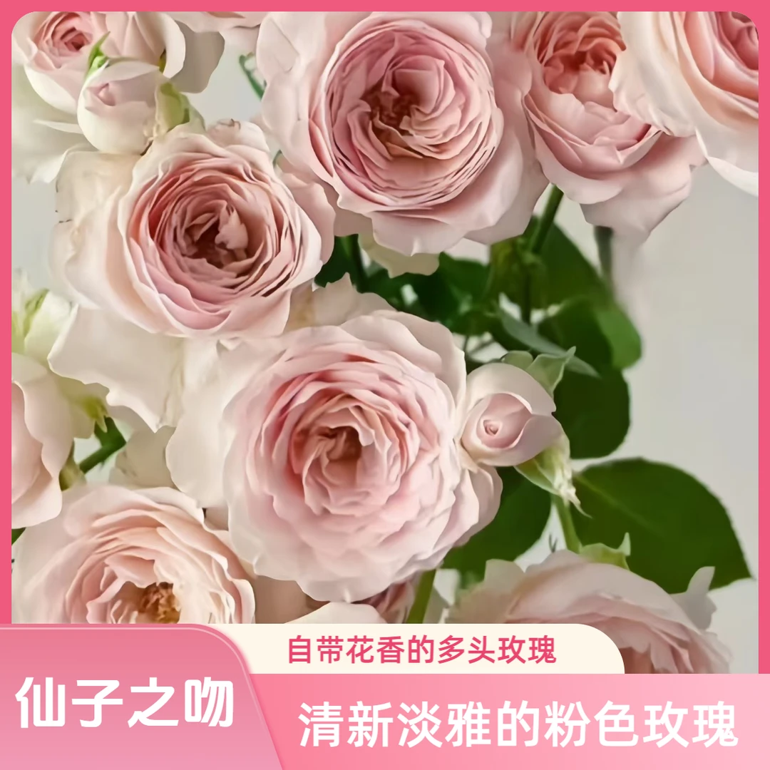 鲜花【仙子之吻】10支/扎 全场任意两单顺丰冷链包邮