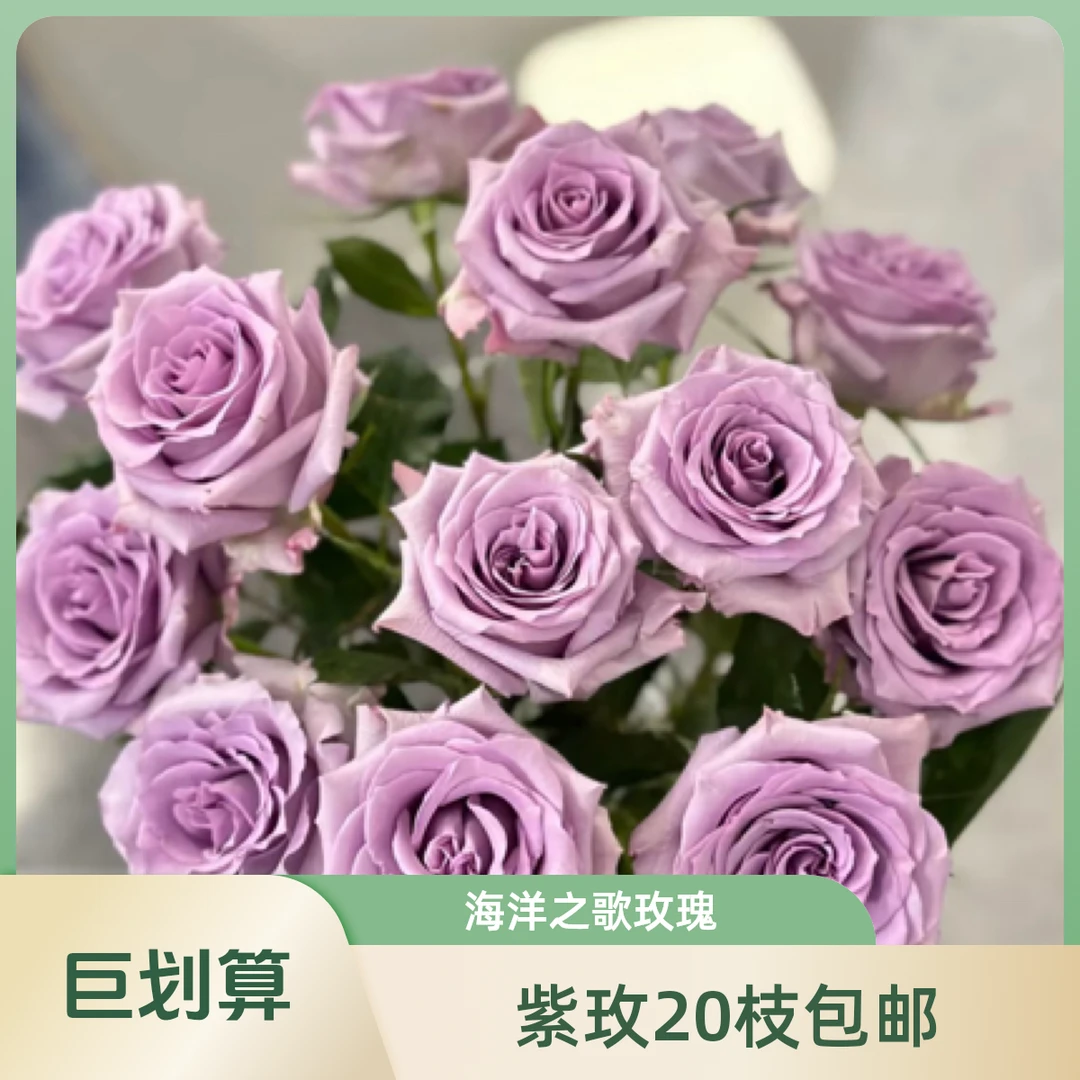 【海洋之歌】紫色玫瑰20支 全场任意两单包邮发空运