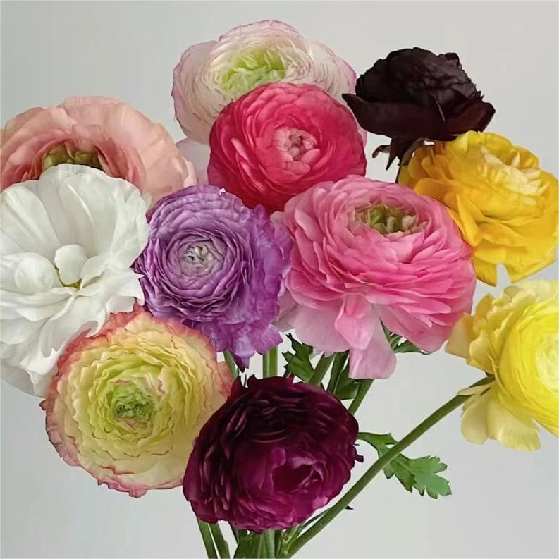 双喜临门，洋牡丹【随机2个颜色一共20枝】不选色两单包邮发顺丰冷链
