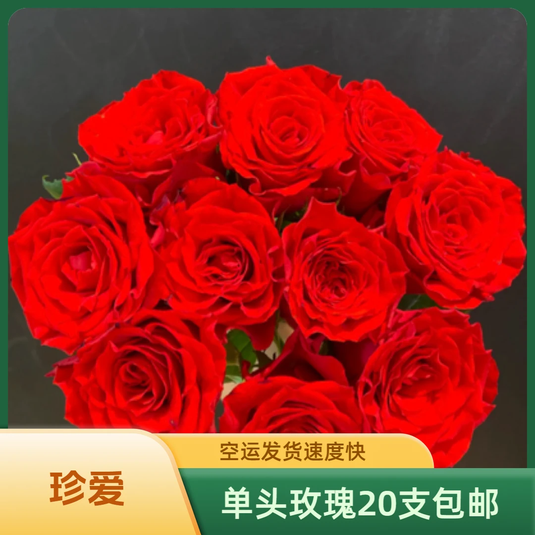 【珍爱玫瑰】单头玫瑰20支 全场任意两单包邮发德邦空运
