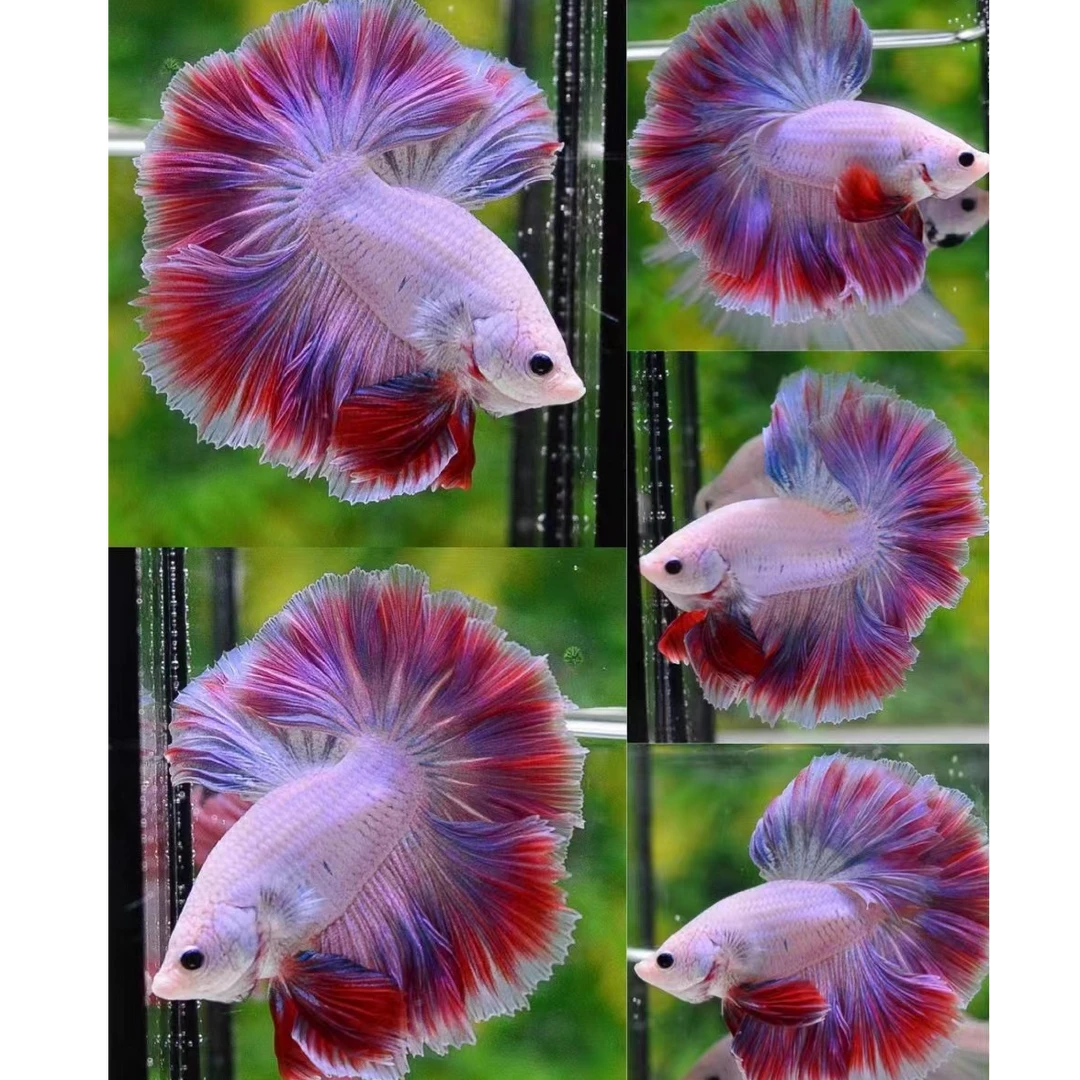 A区泰斗观赏鱼对应编号001-105