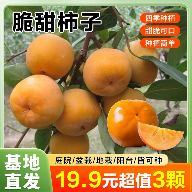 【3棵】脆甜柿子树苗盆栽地栽果树苗 南北方种植