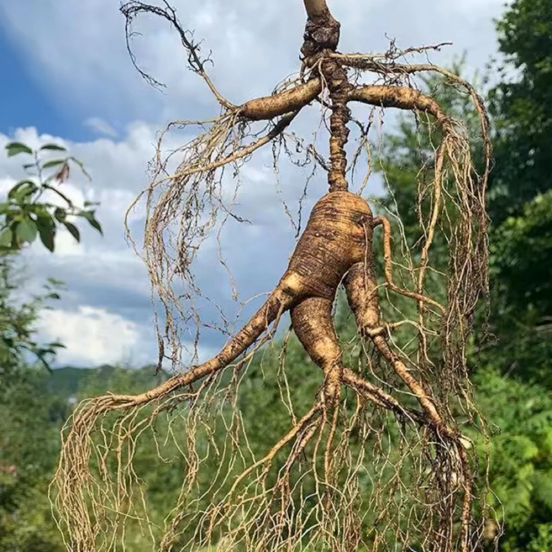 长白山新鲜人参高年份改价专用链接