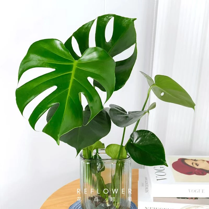 水培龟背竹基地室内绿植盆栽观叶花卉四季常绿好养护鲜活盆景植物